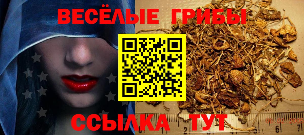 Псилоцибиновые грибы Psilocybe  Псилоцибиновые грибы Psilocybe  Вход с VPN  Сафоново 